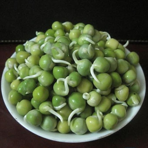 Hạt Giống Rau Mầm Đậu Hà Lan