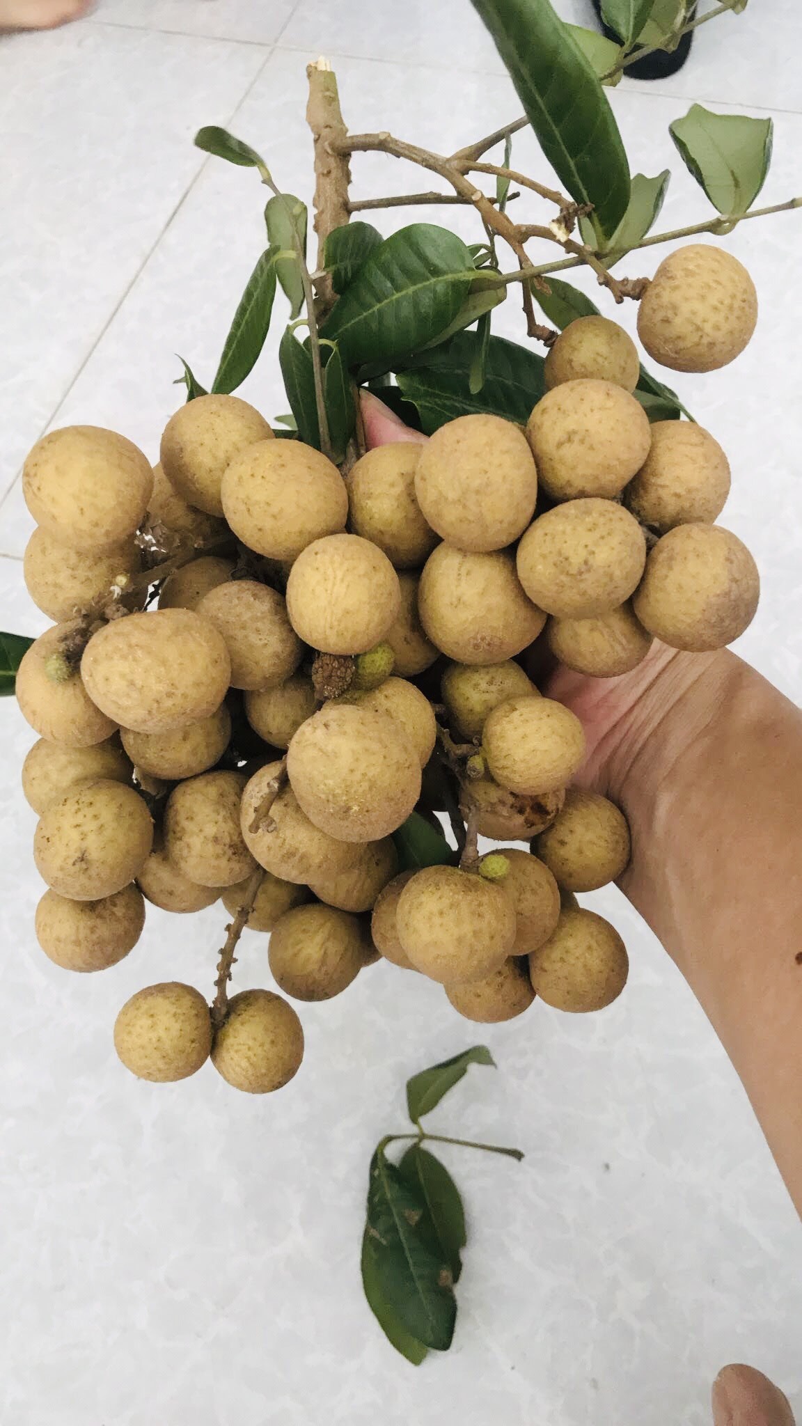 Long nhãn sấy Hưng Yên 1kg