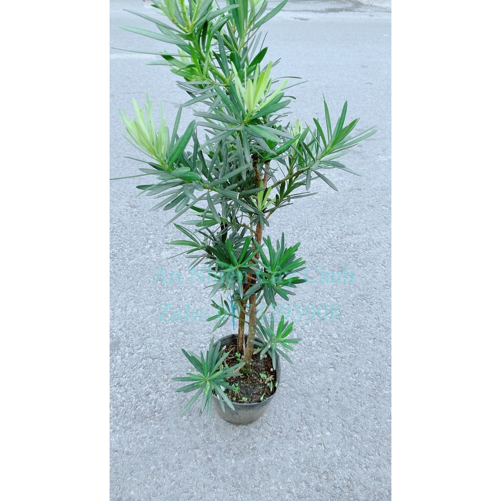 Cây Tùng Vạn Niên 50cm