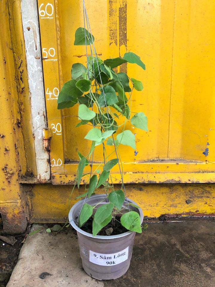 Cây Sâm Lông Lớn