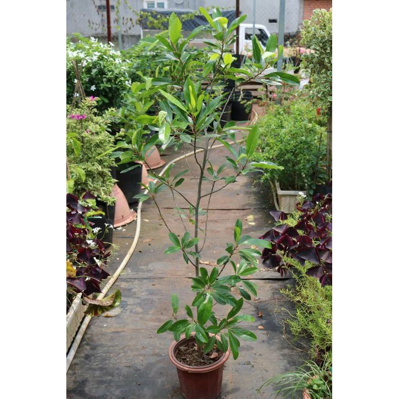 Cà Na Thái siêu trái