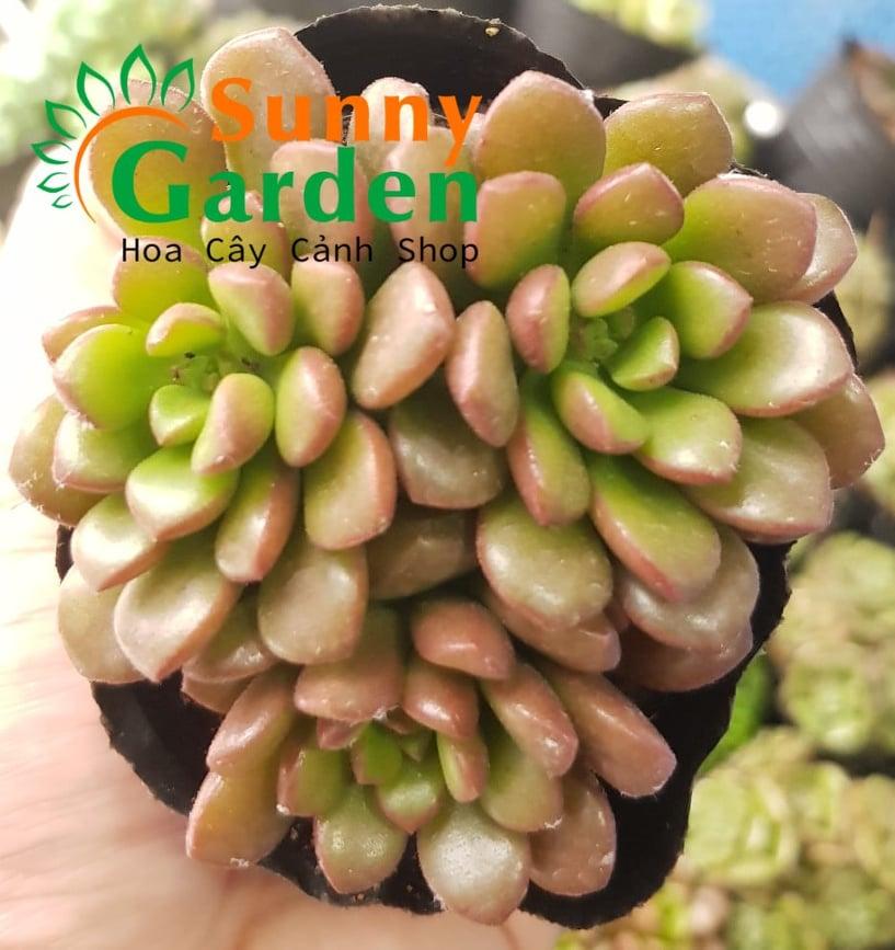 Sen Đá Sedum Kẹo Ngọt