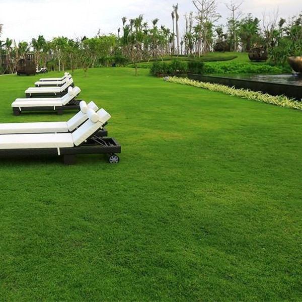 [Mới] - Hạt giống cỏ nhung nhật