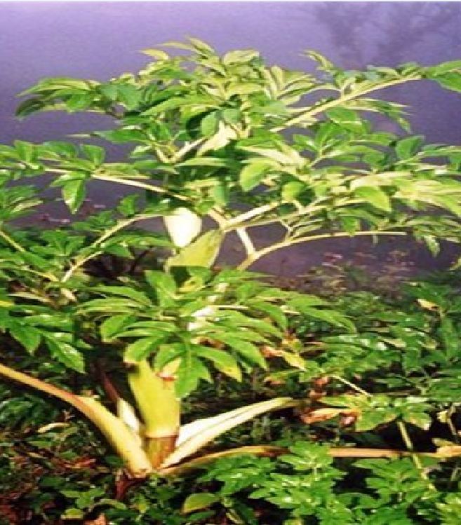 Hạt giống Bạch chỉ -cây dược liệu - 50 hạt/gói