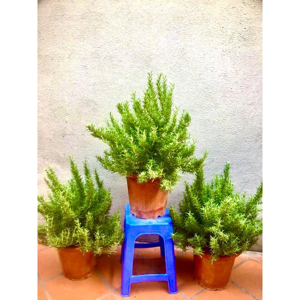 Cây hương thảo size đại -rosemary - cây gia vị với hương thơm dịu nhẹ, vừa đuổi muỗi lại giúp thư giãn