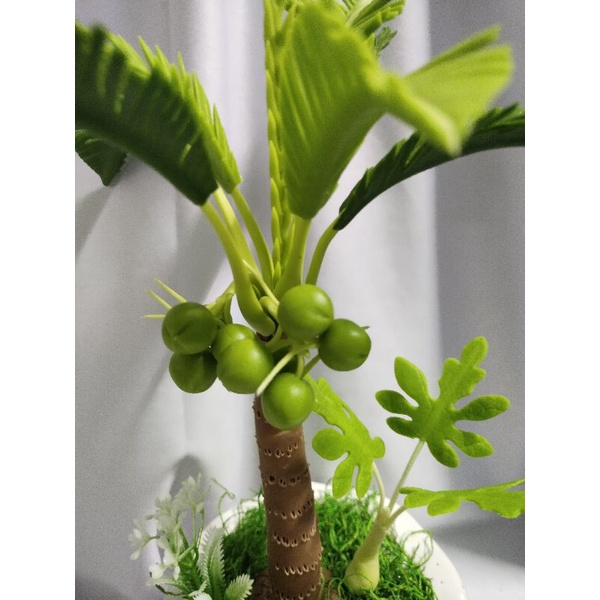 Chậu dừa đất sét cao 35cm