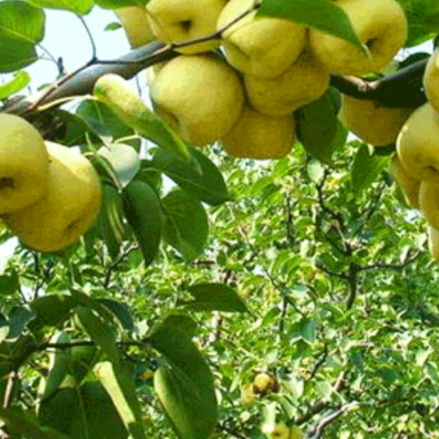 Cây LÊ VÀNG ghép