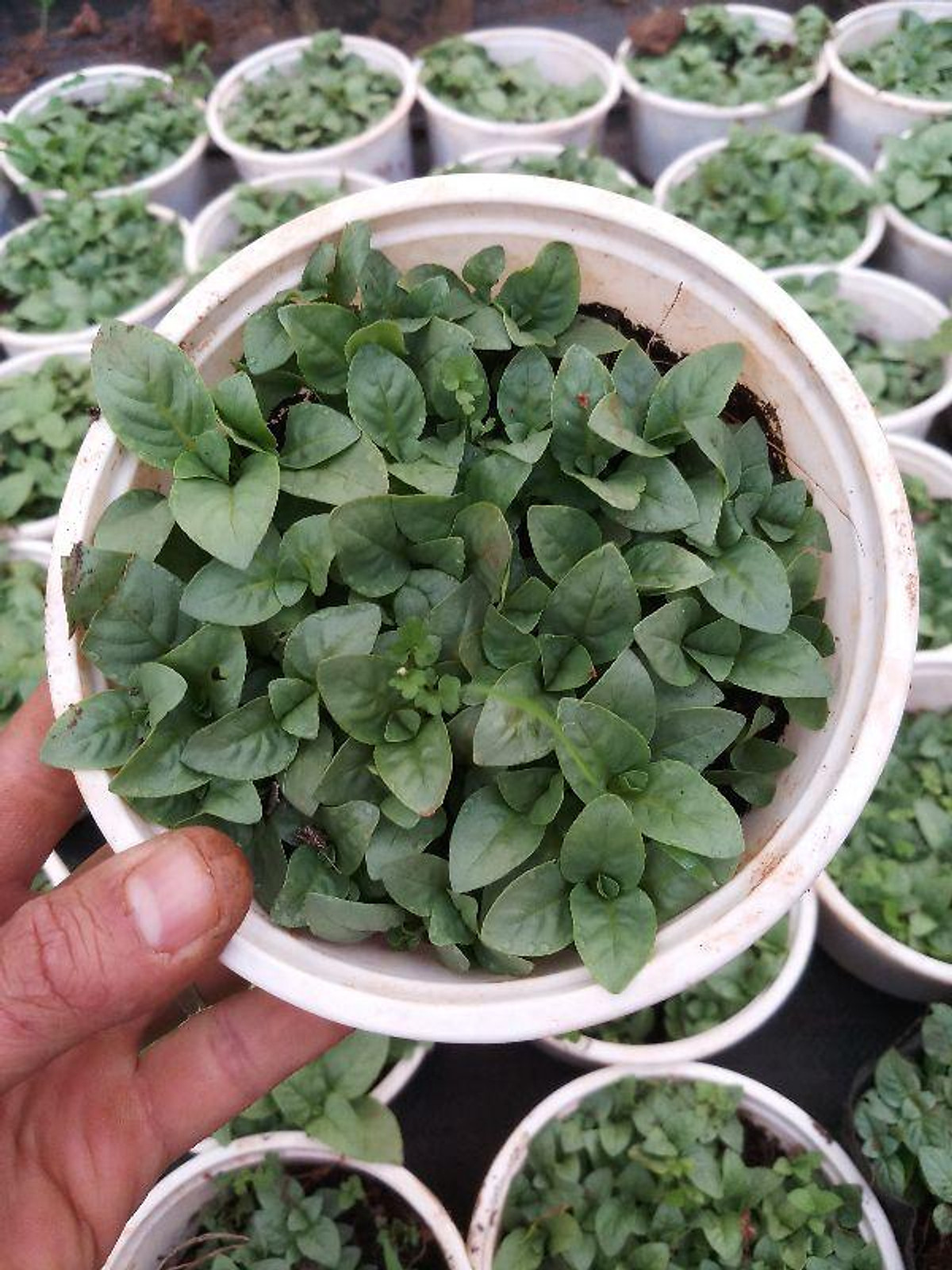 Cây quế vị mùi xá xị