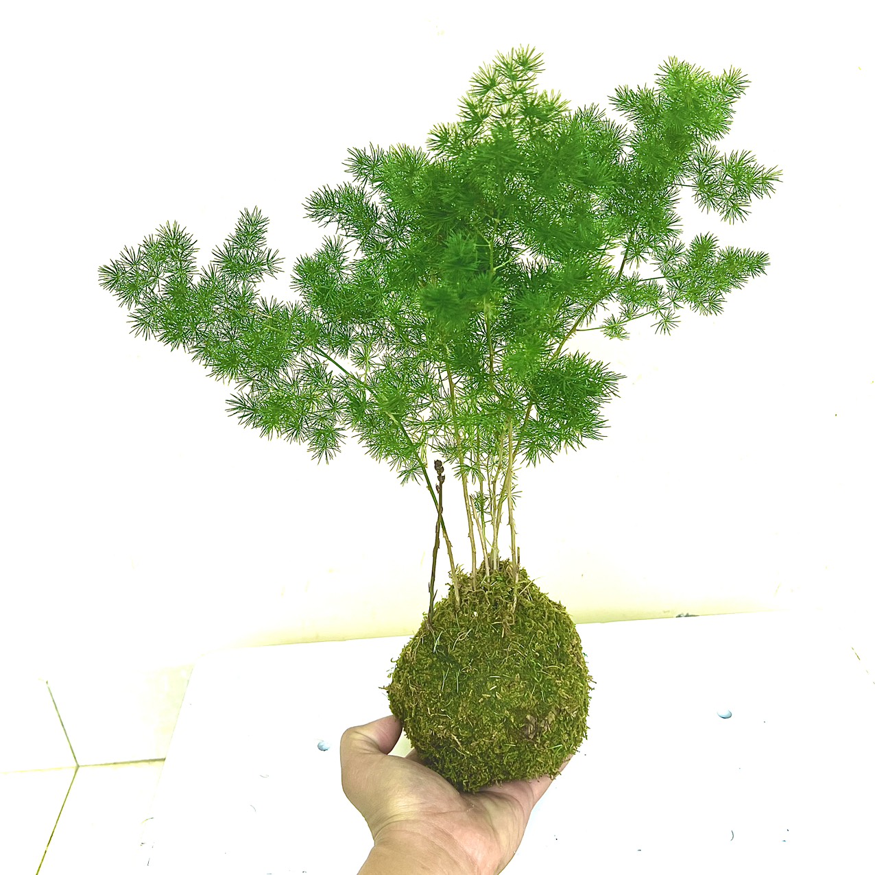 Cây tùng nho tiểu cảnh (ảnh thật