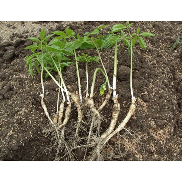 Hạt Giống Nhân Sâm Hàn Quốc (tặng kèm phân bón và thuốc kích mầm)