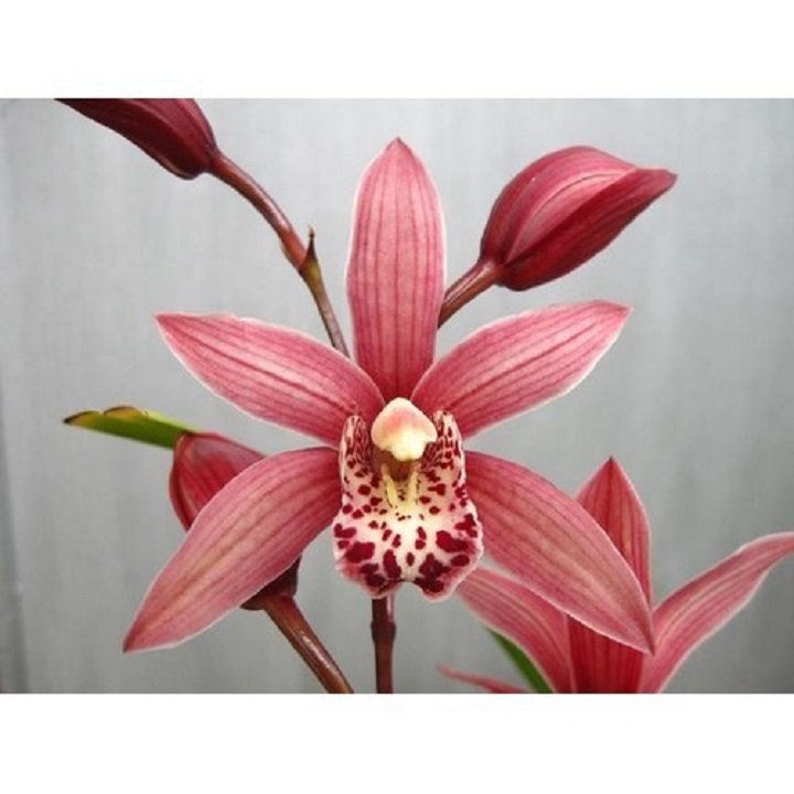 CHẬU hoa ĐỊA LAN TIỂU THƯ HÀN QUỐC