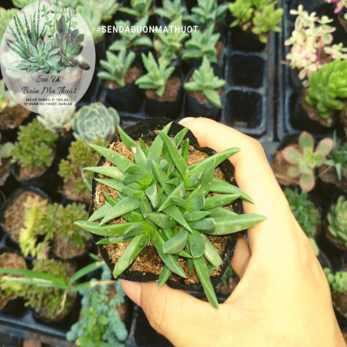 Sen đá cỏ ngọc ❤️[siêu đẹp]❤️ - Sen đá Buôn Ma Thuột - BMT Garden[SIÊU BỀN]