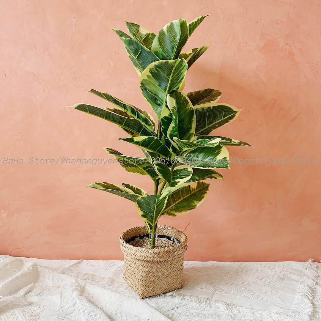 Thúng cói Decor Giỏ Cói Trồng cây GCD02