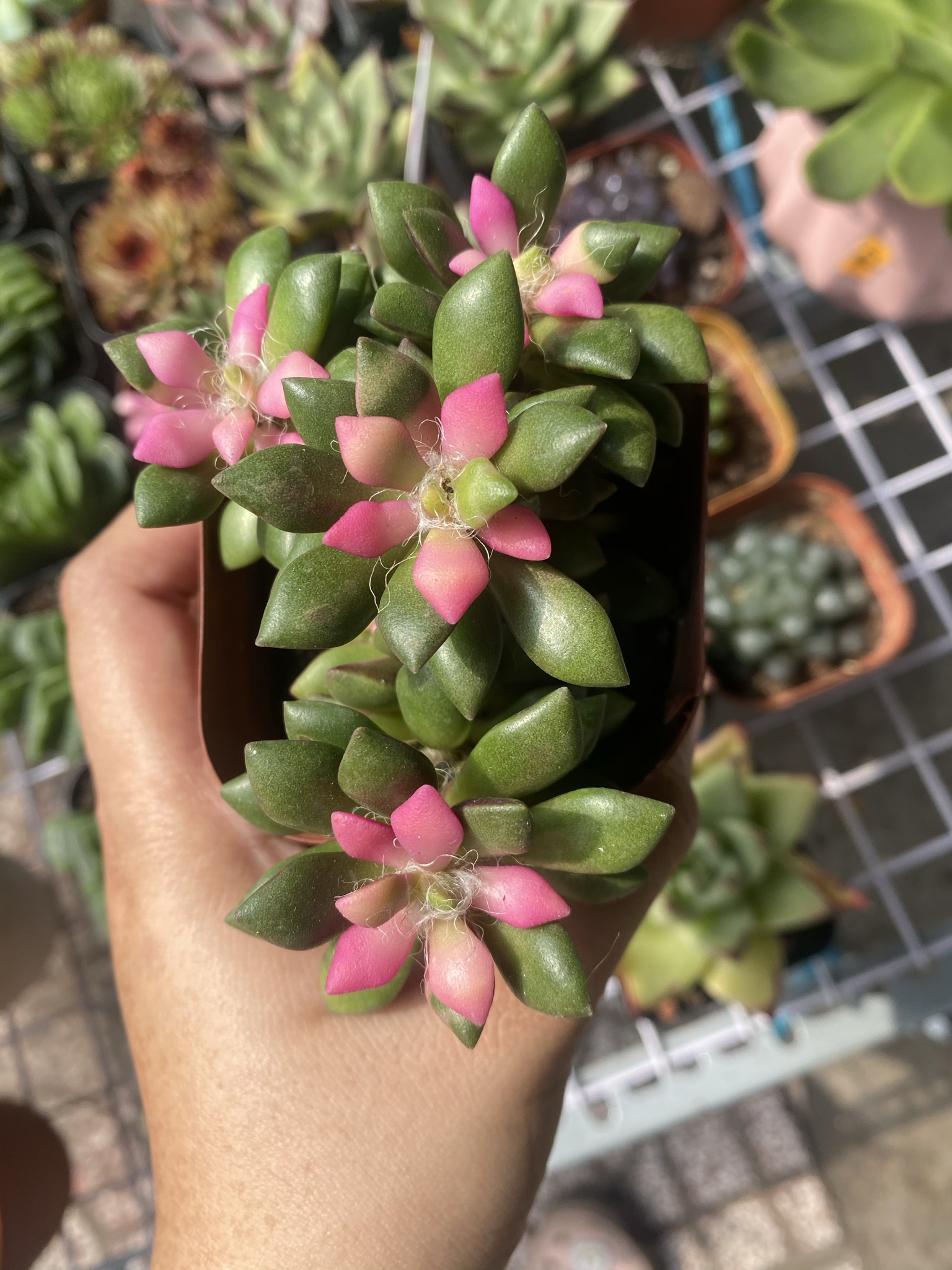 Sen Đá Hồng Sao Bụi 5cm