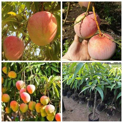 CÂY GIỐNG XOÀI ÚC QUẢ TO