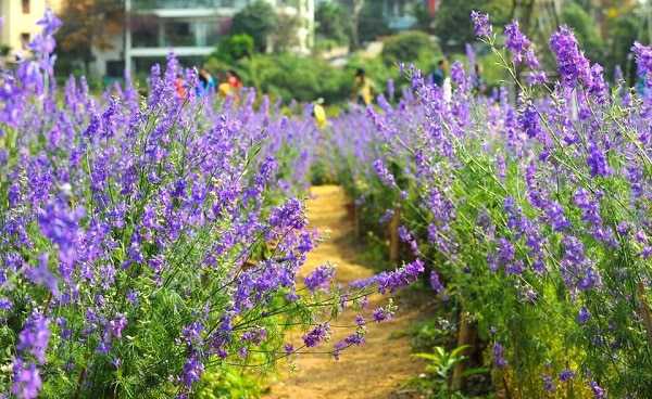 Chậu hoa violet nhật đủ màu, hoa quanh năm siêu đẹp