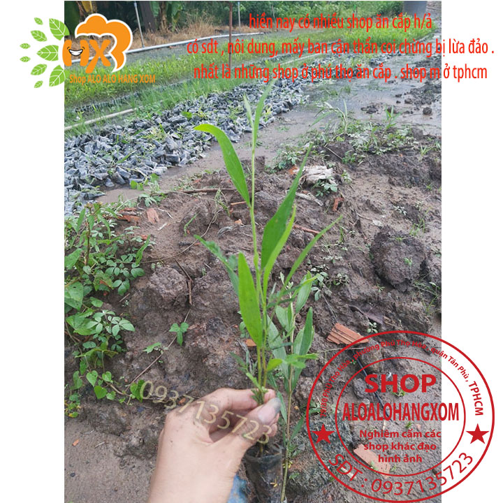 [HCM]combo 50 cây tràm lai cây giống