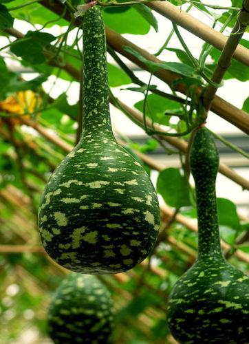 Hạt Giống Bầu Cổ Dài 2m Mỹ (3 hạt)
