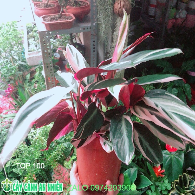 [HCM]Cây Chuối Hoàng Yến