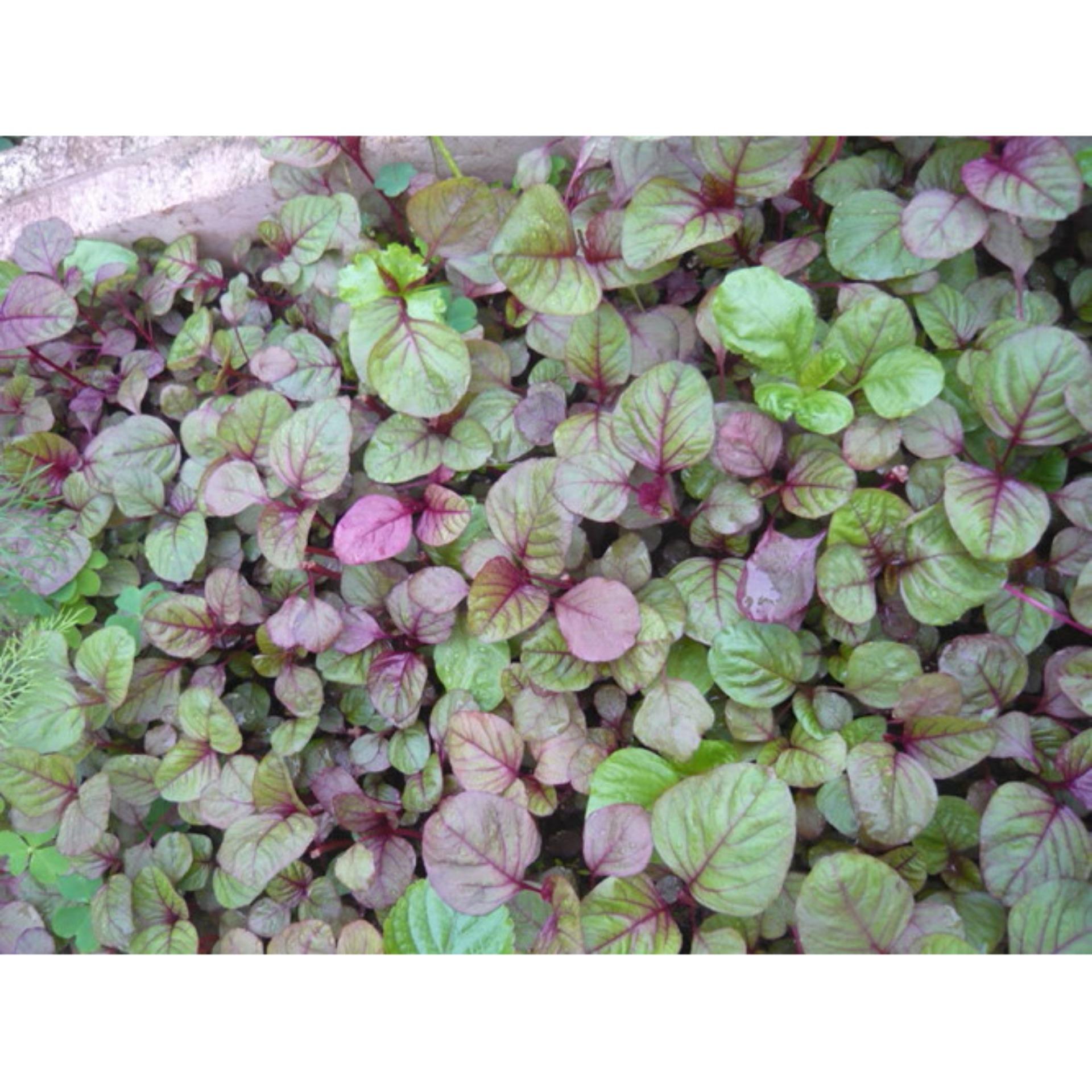 20g Hạt giống Rau dền tía