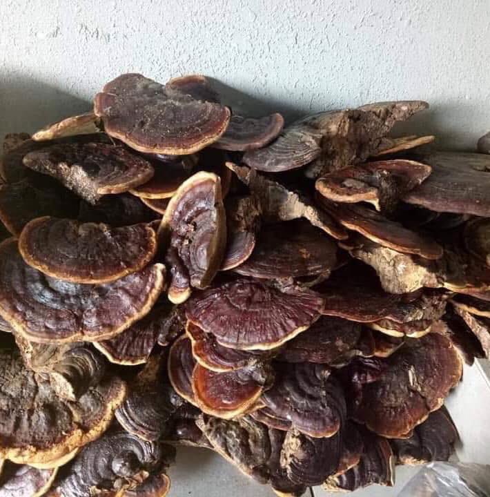 Nấm Linh Chi Rừng Tây Bắc 1kg