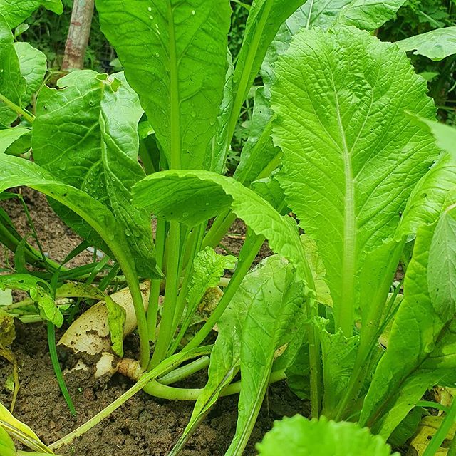 HẠT CẢI BẸ XANH MÀO GÀ - GÓI 20 GRAM