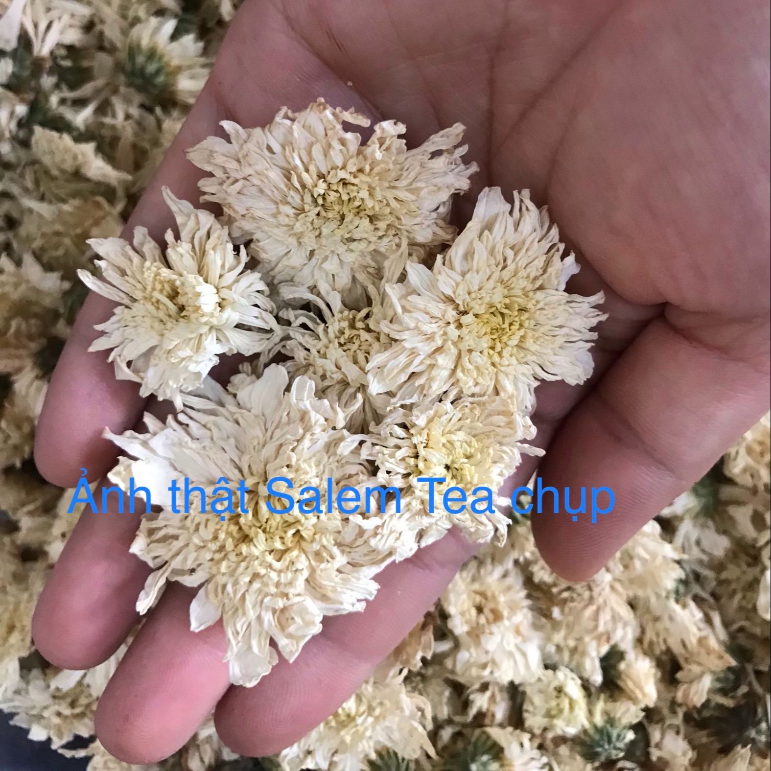 [HCM]Trà Hoa Cúc Trắng 50Gr