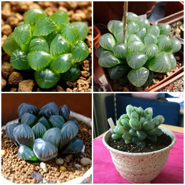 [Mới] - Hạt giống sen đá kim cương mix  giá rẻ