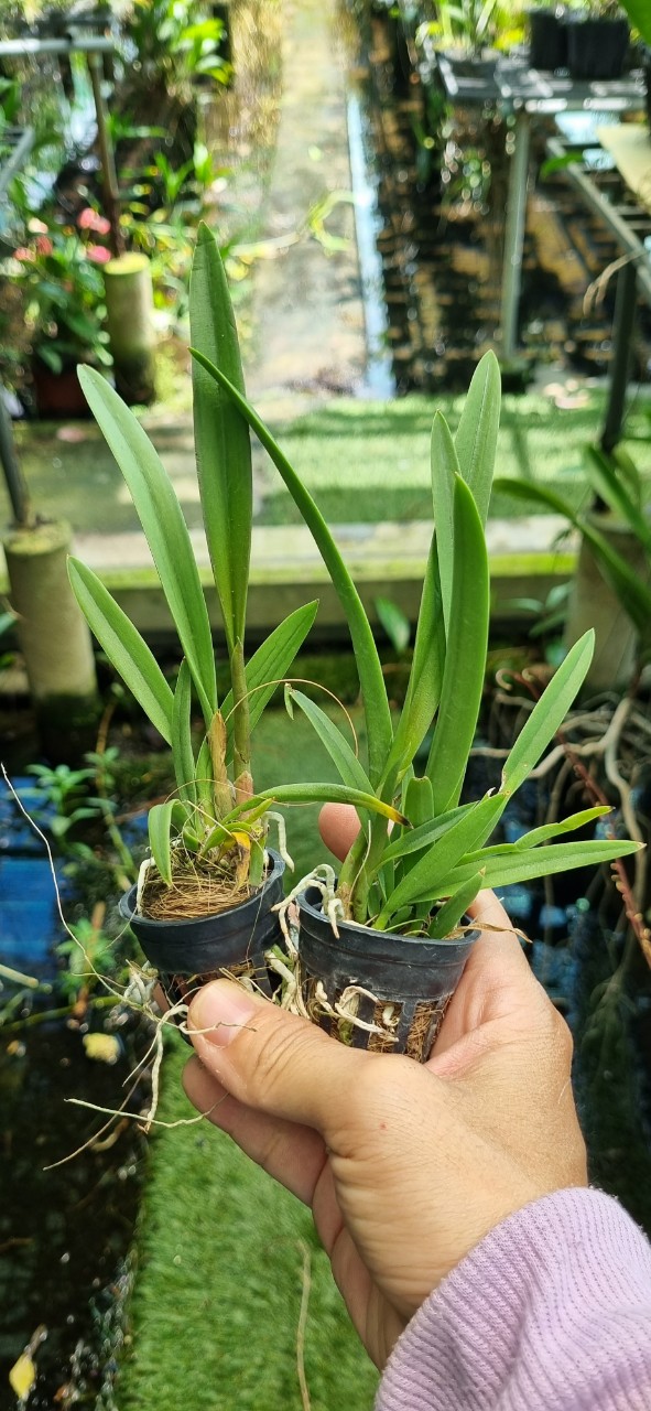 HOA LAN BRASS CANARY CÂY GIỐNG
