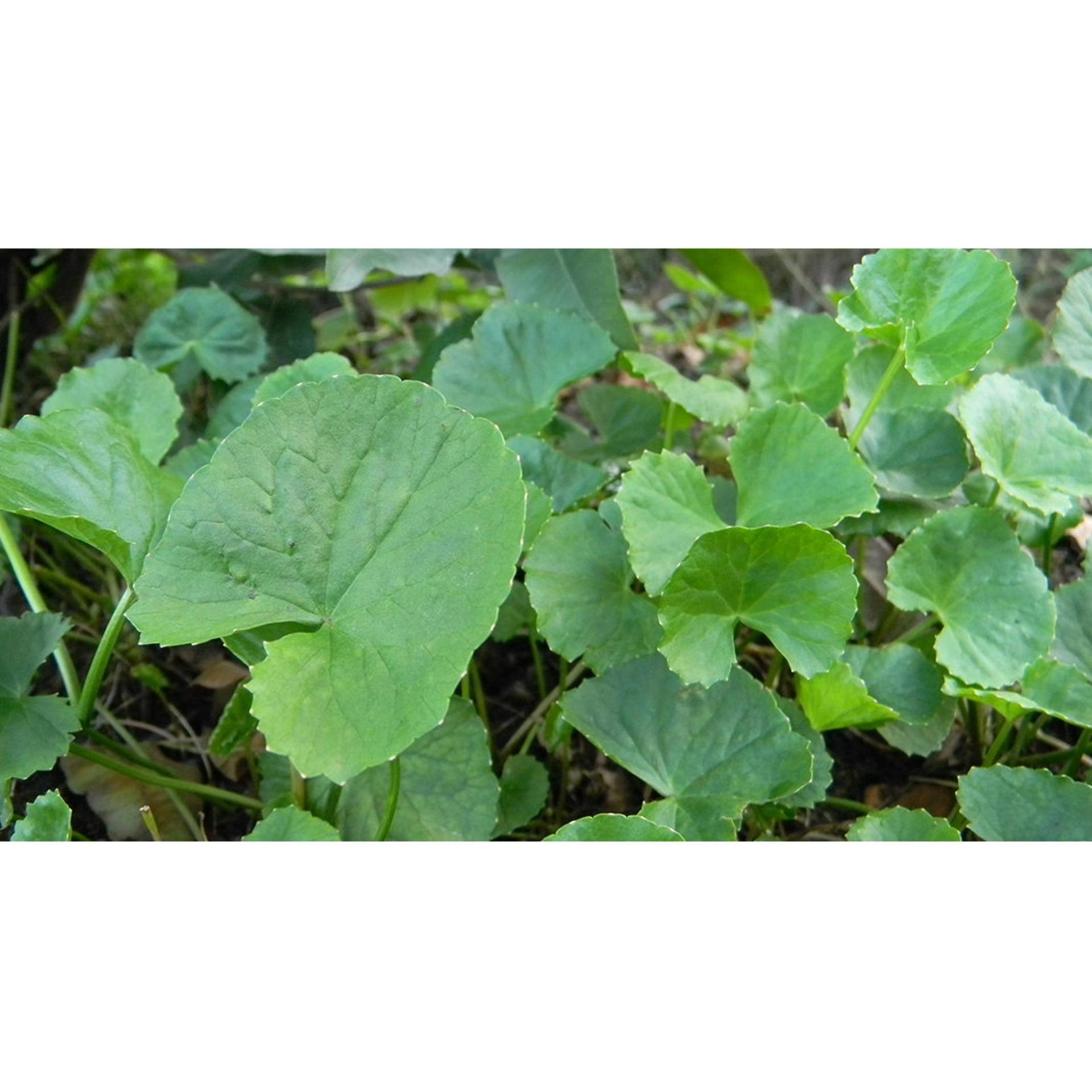 0.5gr Hạt giống Rau má (tặng Kích nẩy mầm, Hướng dẫn ươm)