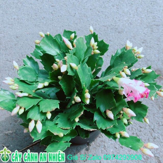 Chậu Tiểu Quỳnh (Càng Cua)