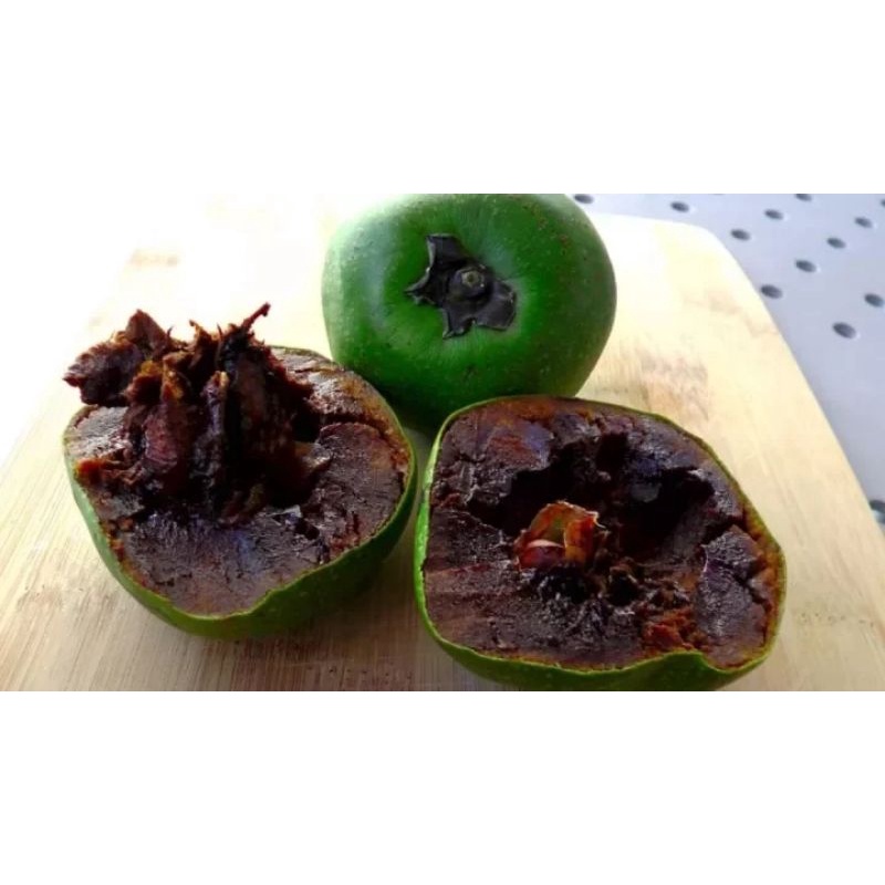 Cây giống hồng đen socola siêu sớm (cây giống có bảo hành )