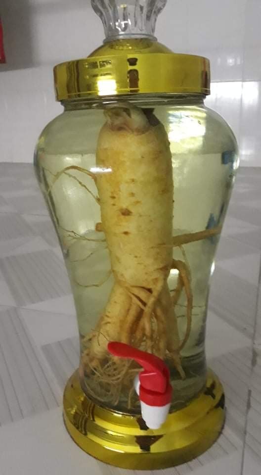 [GIÁ HỦY DIỆT] Bình sâm thủy tinh ngâm rượu 3L 4L 6L