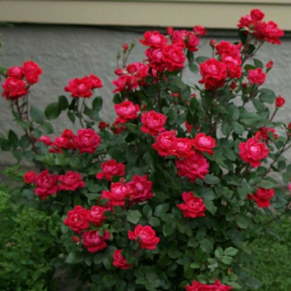 Combo Sỉ 03 Gốc Hoa Hồng Nhung Ghép Rễ Trần đẹp chuẩn