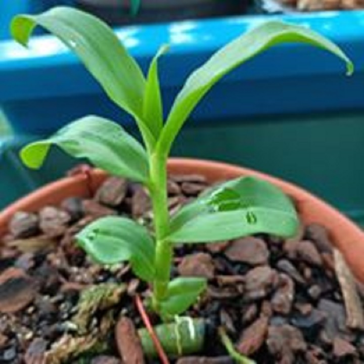 Hoa phong lan phi điệp 5ct phú thọ( cây đẹp, cao 20cm)