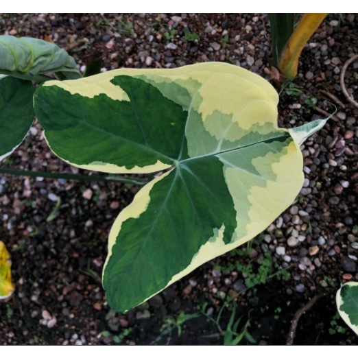 [Kiểng lá] - Chậu cây Alocasia Mickey Mouse