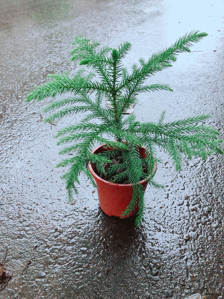 Cây Tùng Bồng Lai