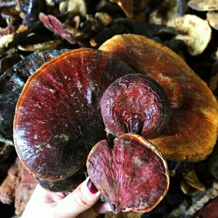 1kg nấm linh chi đỏ