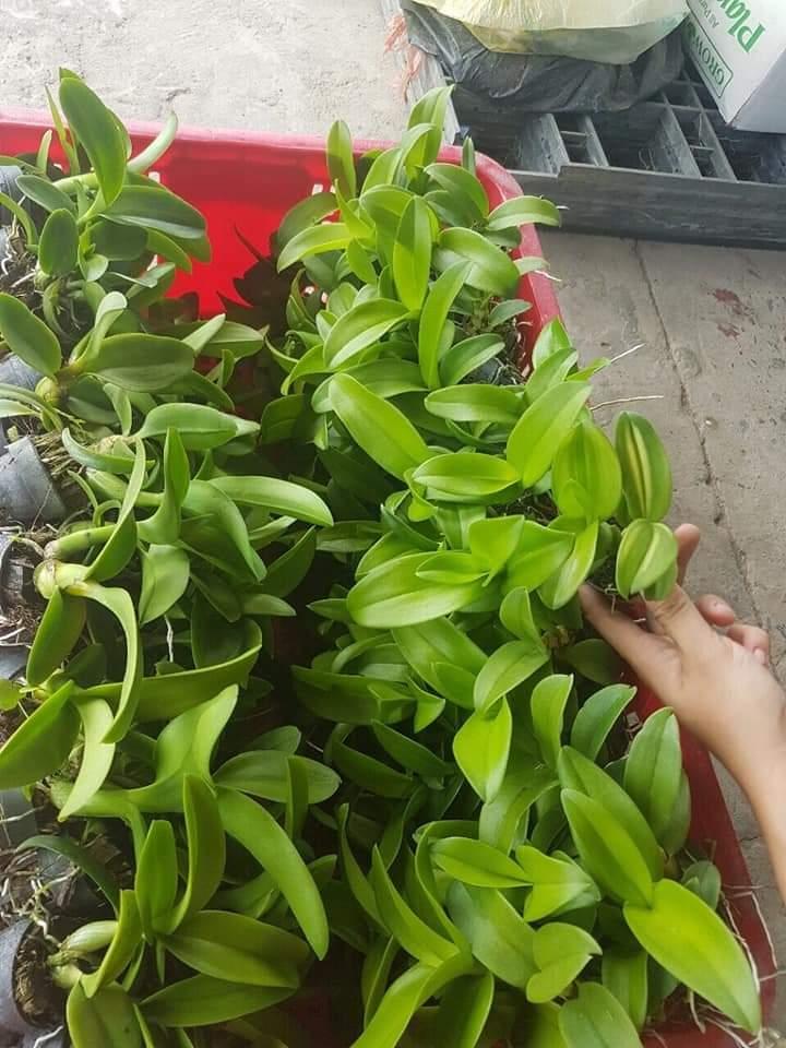 combo 5 chậu denro màu