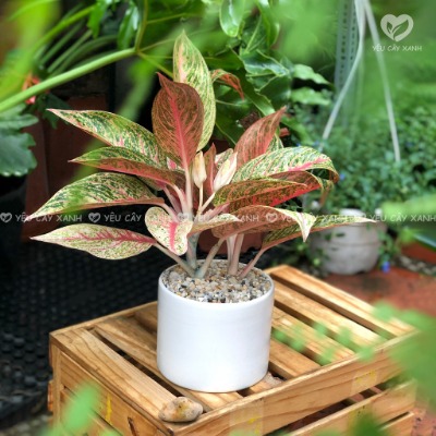 CHỈ GIAO HỎA TỐC, Cây Thịnh Vượng để bàn kèm chậu sứ