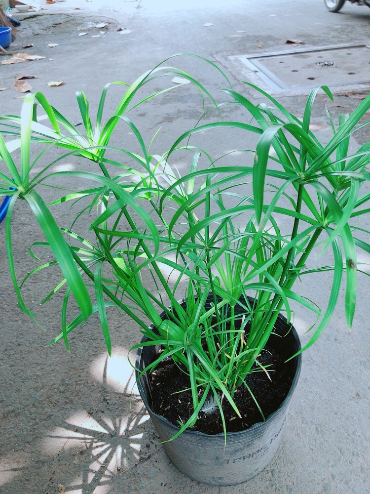 Cây Thuỷ Trúc