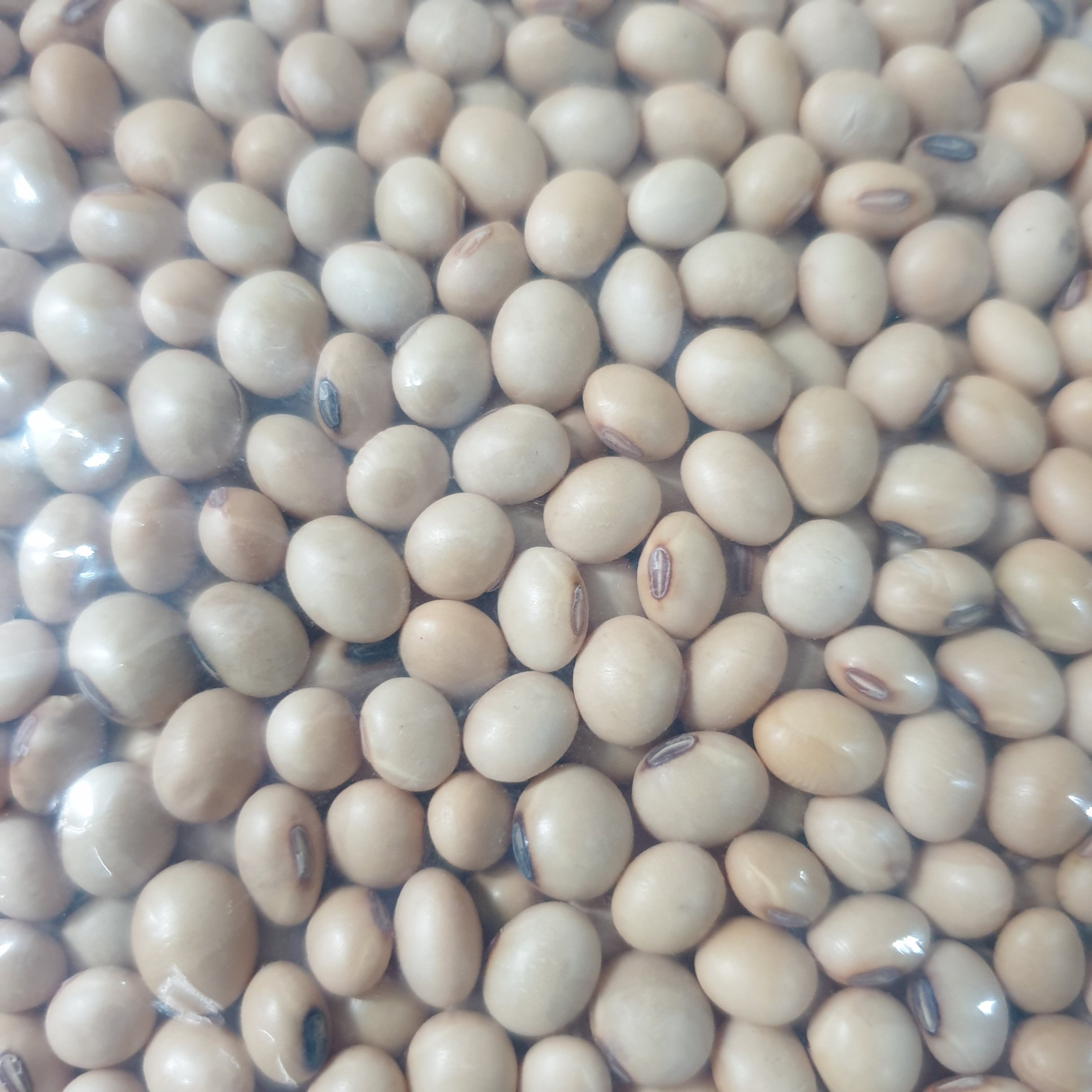 [HCM] Đậu nành/ Đậu tương - 1000gr