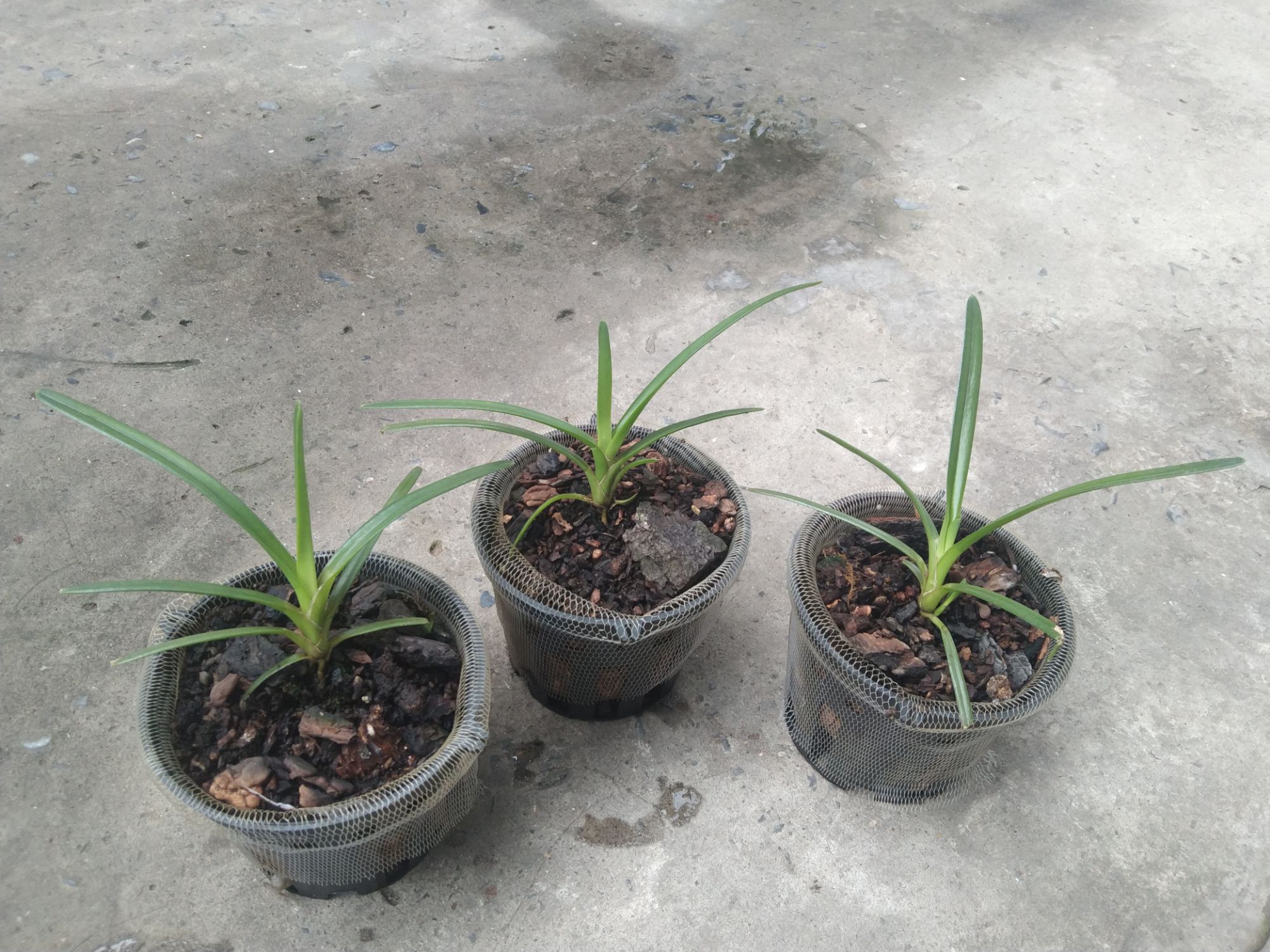 Lan kiếm Hoàng Long ( Phan Trí) giống