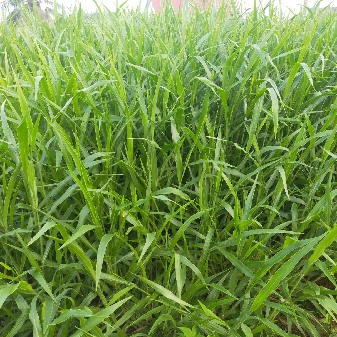 Cỏ Ruzi (Gói 100g) - Giống Cỏ Chăn Nuôi Chịu Dẫm Đạp