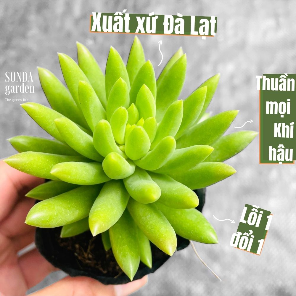 SEN ĐÁ CHUỖI NGỌC ĐỨNG XANH SIZE BÉ LỖI 1 ĐỔI 1