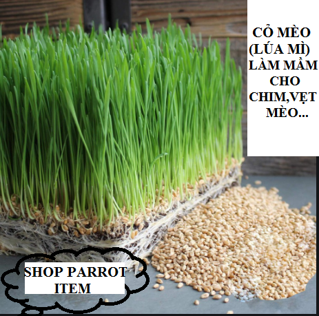 500g hạt cỏ lúa mì làm mầm nuôi mèo, vẹt