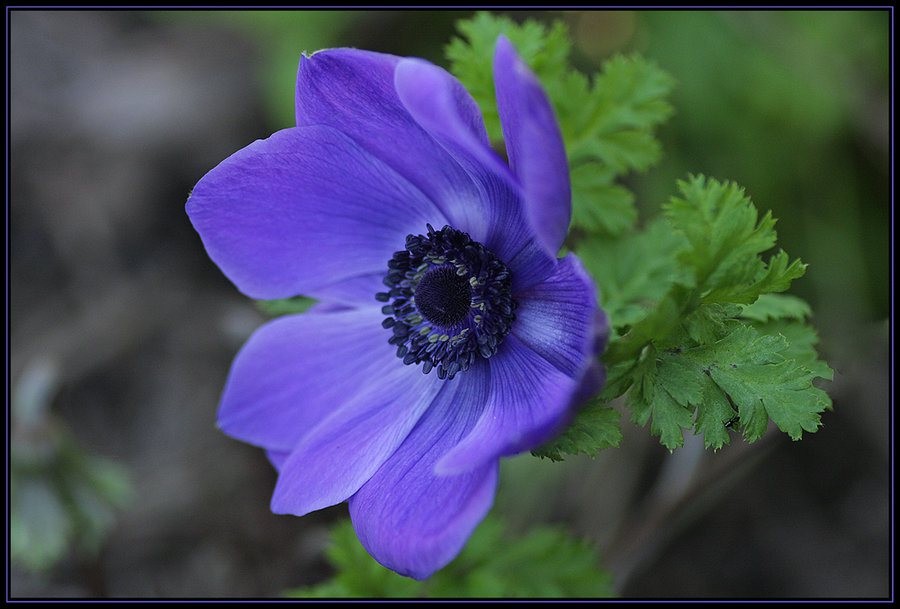 Củ Hoa Anemone hoa màu Xanh-Thu mẫu đơn - 1 củ