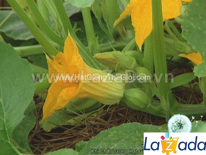1Gr Hạt Giống Bí Siêu Nụ (A5.103| A5*W61*M022)