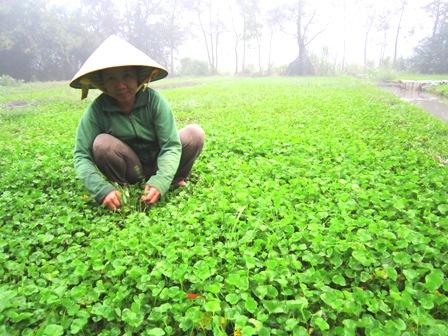 200gr bột rau má sấy lạnh nguyên chất 100%