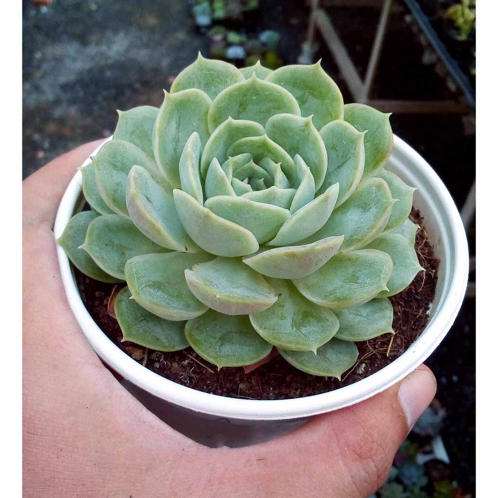 Hạt giống Hoa Sen Đá mix nhiều loại (Gói 20 hạt)